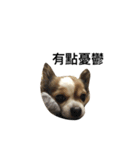 A Little Fat Chihuahua（個別スタンプ：13）