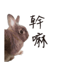 Rabbit MuMu life（個別スタンプ：1）