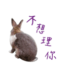 Rabbit MuMu life（個別スタンプ：4）