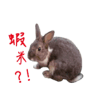 Rabbit MuMu life（個別スタンプ：13）