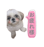 愛犬あいちゃん（個別スタンプ：4）