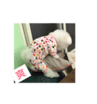 Lawrence（個別スタンプ：3）