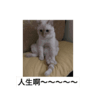Lawrence（個別スタンプ：6）