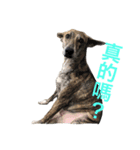 Taiwan mix dog No.1（個別スタンプ：1）