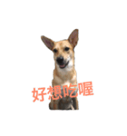 Taiwan mix dog No.1（個別スタンプ：2）