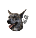 Taiwan mix dog No.1（個別スタンプ：3）