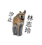 Taiwan mix dog No.1（個別スタンプ：4）