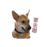Taiwan mix dog No.1（個別スタンプ：5）
