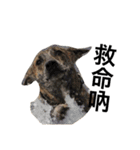 Taiwan mix dog No.1（個別スタンプ：6）