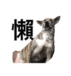 Taiwan mix dog No.1（個別スタンプ：7）
