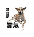 Taiwan mix dog No.1（個別スタンプ：8）