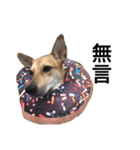 Taiwan mix dog No.1（個別スタンプ：9）