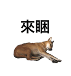 Taiwan mix dog No.1（個別スタンプ：10）