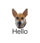 Taiwan mix dog No.1（個別スタンプ：11）