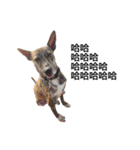 Taiwan mix dog No.1（個別スタンプ：12）