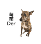 Taiwan mix dog No.1（個別スタンプ：13）