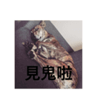 Taiwan mix dog No.1（個別スタンプ：14）