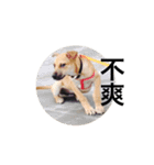 Taiwan mix dog No.1（個別スタンプ：15）