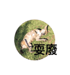 Taiwan mix dog No.1（個別スタンプ：16）