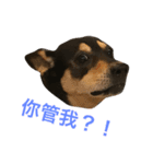 Dog emoji（個別スタンプ：1）