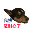 Dog emoji（個別スタンプ：2）