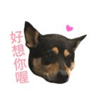 Dog emoji（個別スタンプ：3）