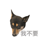 Dog emoji（個別スタンプ：4）