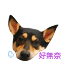 Dog emoji（個別スタンプ：12）