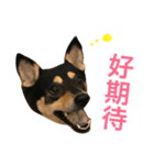 Dog emoji（個別スタンプ：14）