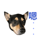 Dog emoji（個別スタンプ：16）