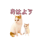 のら猫みゃー2（個別スタンプ：1）