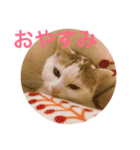 のら猫みゃー2（個別スタンプ：2）