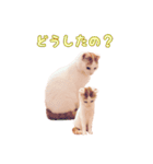 のら猫みゃー2（個別スタンプ：15）