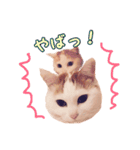 のら猫みゃー2（個別スタンプ：18）