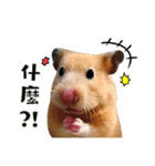 Hamsterland（個別スタンプ：1）