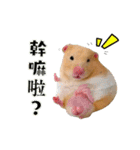 Hamsterland（個別スタンプ：3）