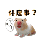 Hamsterland（個別スタンプ：11）