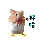 Hamsterland（個別スタンプ：12）