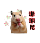 Hamsterland（個別スタンプ：13）