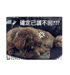 MyQDoggggg（個別スタンプ：28）