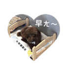 MyQDoggggg（個別スタンプ：30）