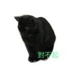wu hi cats（個別スタンプ：1）