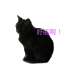 wu hi cats（個別スタンプ：3）