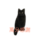 wu hi cats（個別スタンプ：4）
