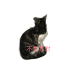 wu hi cats（個別スタンプ：5）
