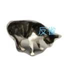 wu hi cats（個別スタンプ：6）