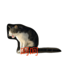 wu hi cats（個別スタンプ：7）