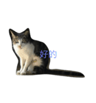 wu hi cats（個別スタンプ：8）