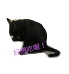 wu hi cats（個別スタンプ：10）