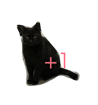wu hi cats（個別スタンプ：12）